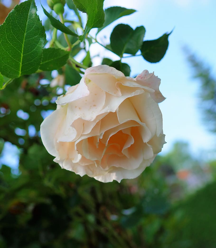 peach-colored rose flower in close-up photography, White, Tender HD wallpaper