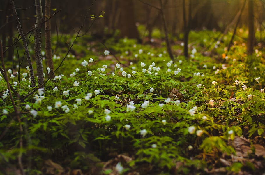 Selective Focus Photography of Green Leaf Plant With White Petaled Flower HD wallpaper