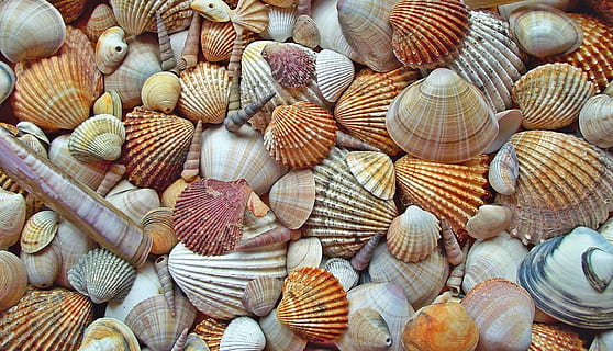 assorted-color seashells, crustaceans, scallop, marine, nature HD wallpaper