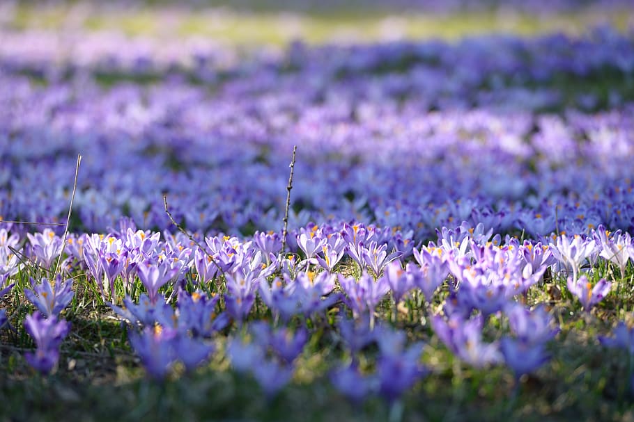 crocus, polyana, spring, flowers, mountains, violet, nature HD wallpaper