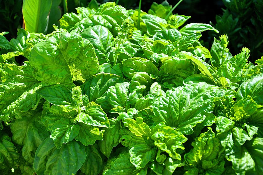 basil, summer, green, green color, leaf, plant part, food and drink HD wallpaper