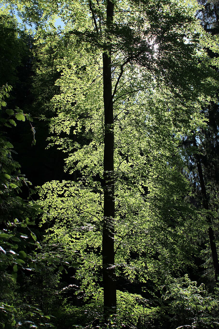 tree, leaves, back light, green, tribe, log, nature, forest HD wallpaper