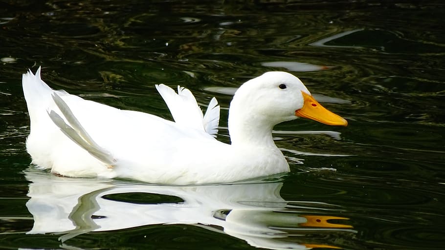 duck, water, animal themes, bird, animal wildlife, vertebrate HD wallpaper
