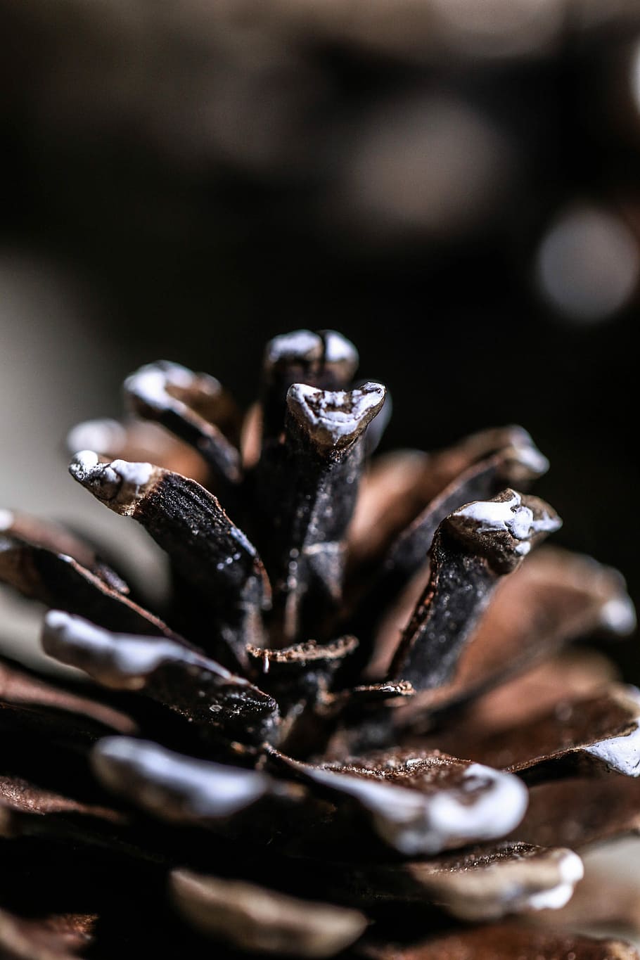 Pinecone, Decoration, Nature, no people, indoors, close-up HD wallpaper