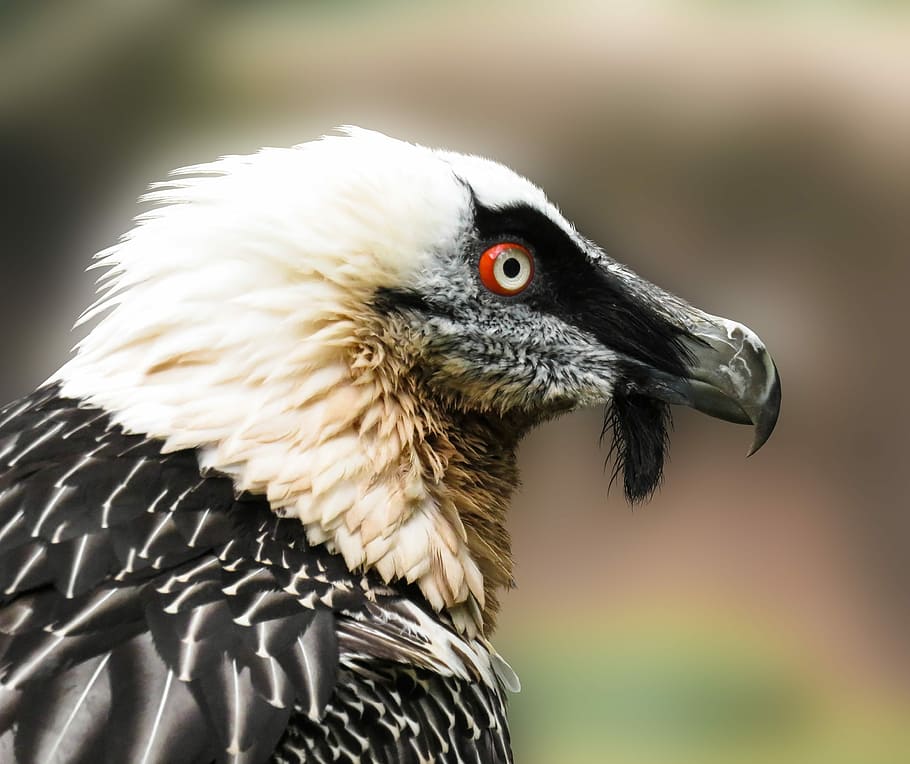 selective focus photo of vulture, animals, bird, bearded vulture, HD wallpaper