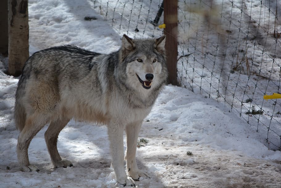 Wolf, Outside, Snow, Gray, White, snow gray, animal themes HD wallpaper