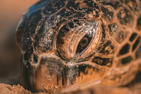 macro photography of black and brown sea turtle, Crush, eye, sand HD wallpaper