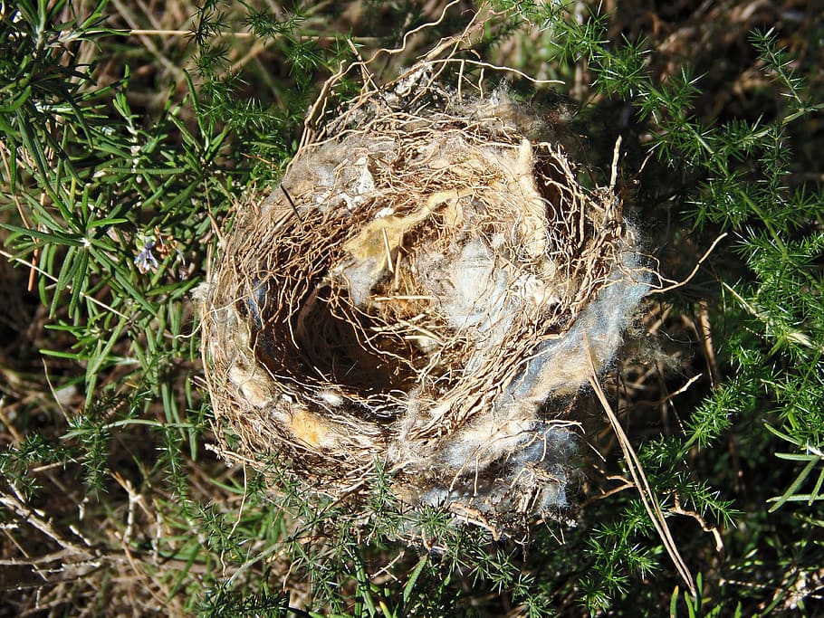 nest, empty nest, absence, field, nature, wild, plant, day HD wallpaper