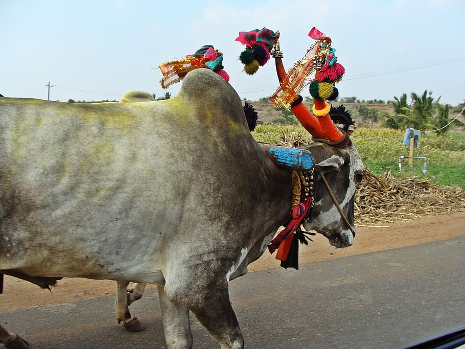 HD wallpaper: aihole, road, karnataka, bullock cart, rural, india, domestic  animals | Wallpaper Flare
