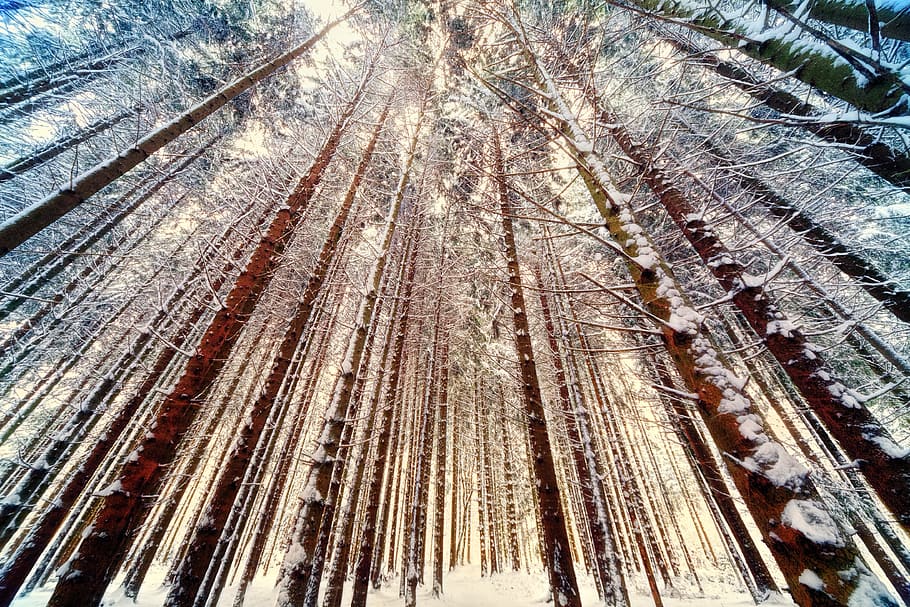 low angle photography of bare trees, forest, wide angle, nature HD wallpaper