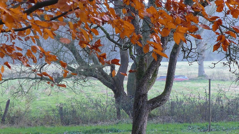 tree, log, aesthetic, fall foliage, colourless, leaves, plant HD wallpaper