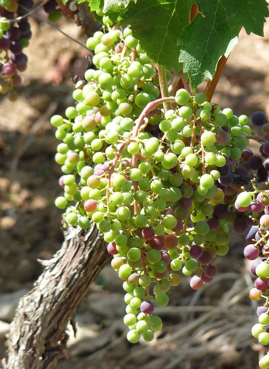 wine, grapes, vine, growth, fruit, plant, food and drink, healthy eating HD wallpaper