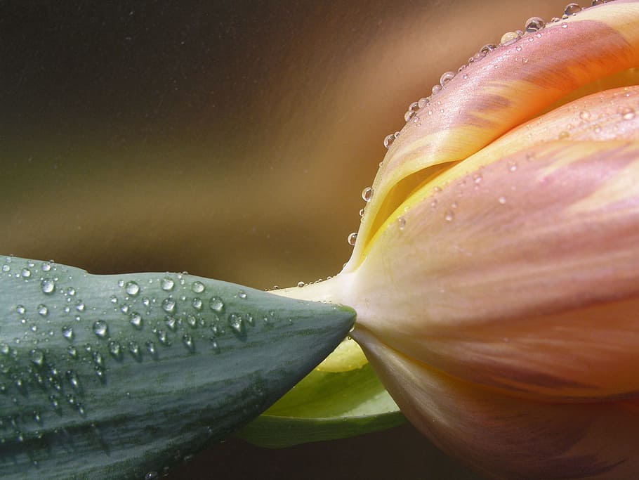 tulips, flower, bloom, flowering plant, water, beauty in nature HD wallpaper