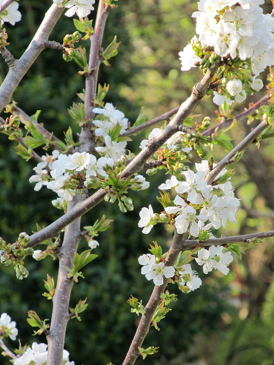 flowers, branches, nature, spring, plant, floral, blossom, bloom HD wallpaper