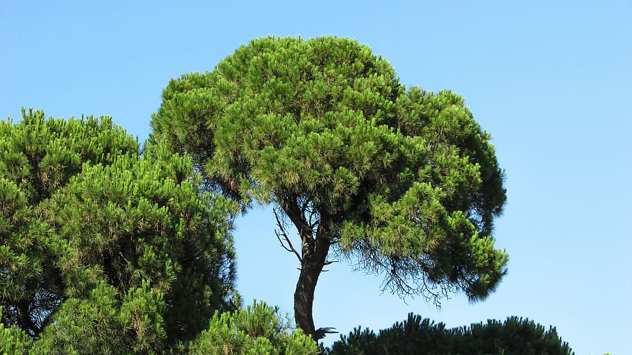 pine, pine forest, nature, green, tree, koukounaries, skiathos HD wallpaper