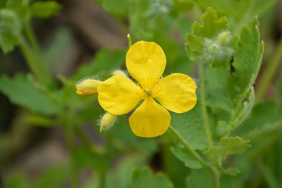 yellow flower, button, spring, country, yellow flowers, flowering HD wallpaper