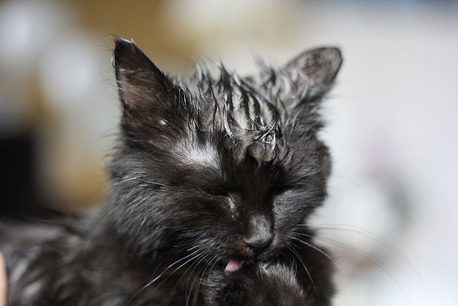 cat, kitten, black, wet, clean, mammal, animal themes, domestic HD wallpaper