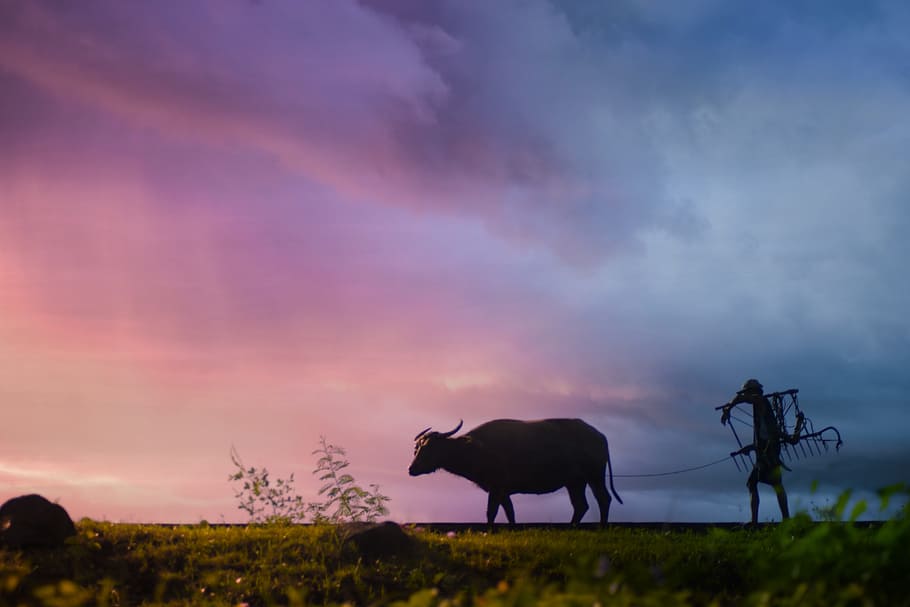 Silhouette of Man Carrying Plow While Holding the Rope of Water Buffalo Walking on Grass Field HD wallpaper