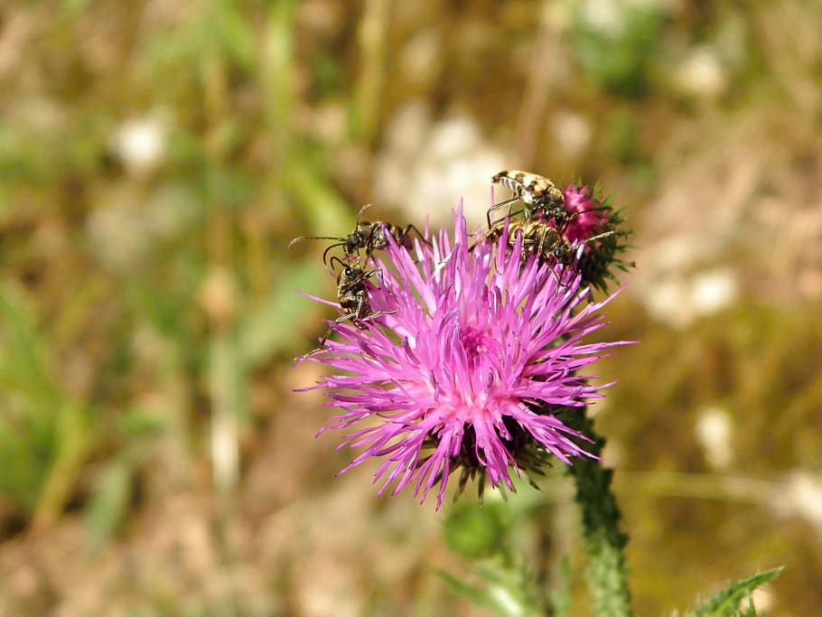 thistle, beetles, flower, flowering plant, beauty in nature HD wallpaper