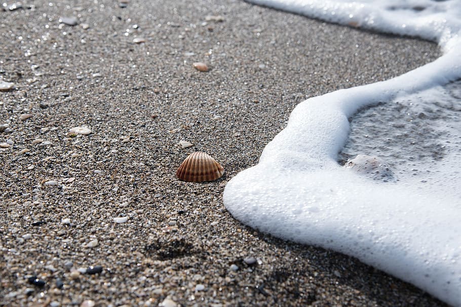 Shells, Beach Sand, Shore, Foam, costa, sea, day, outdoors HD wallpaper