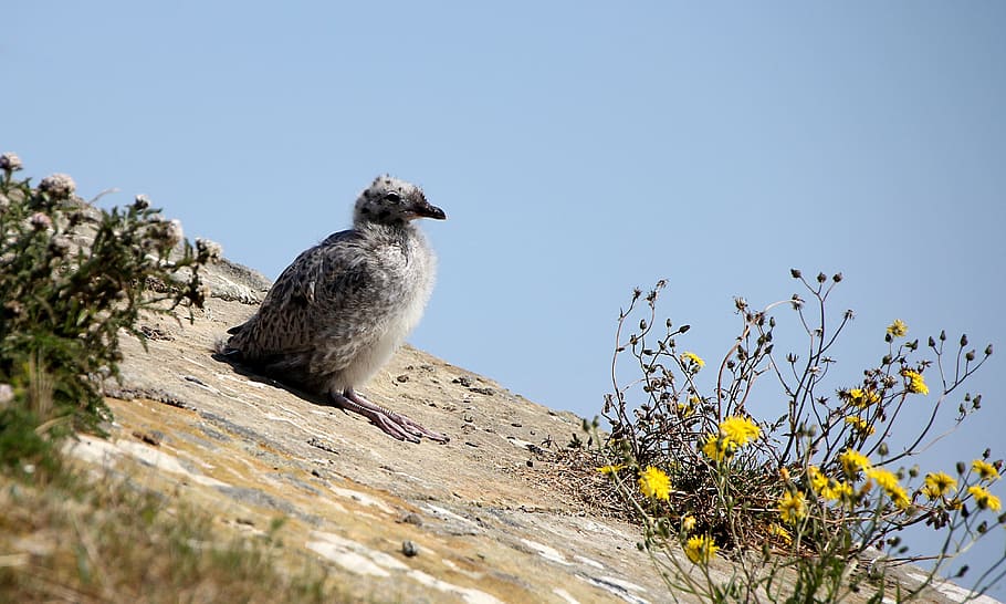 seagull, young, chill, chill out, relax, funny, legs, concerns HD wallpaper