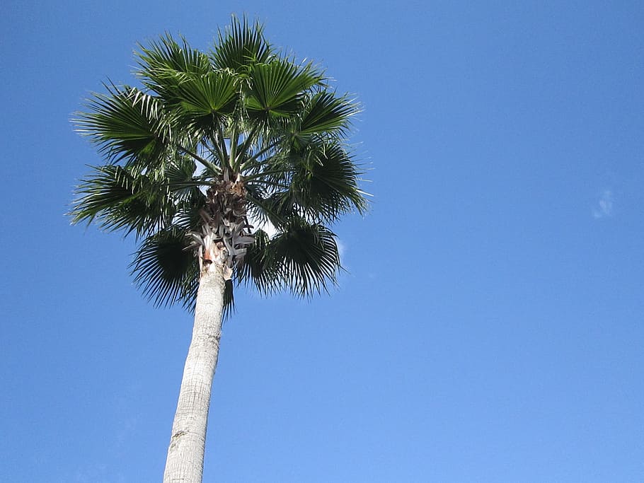 tree, nature, blue, palm tree, tropical climate, sky, tree trunk HD wallpaper