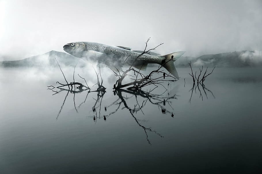 gray fish on body of water with fogs, river, wood, cloud, surreal HD wallpaper