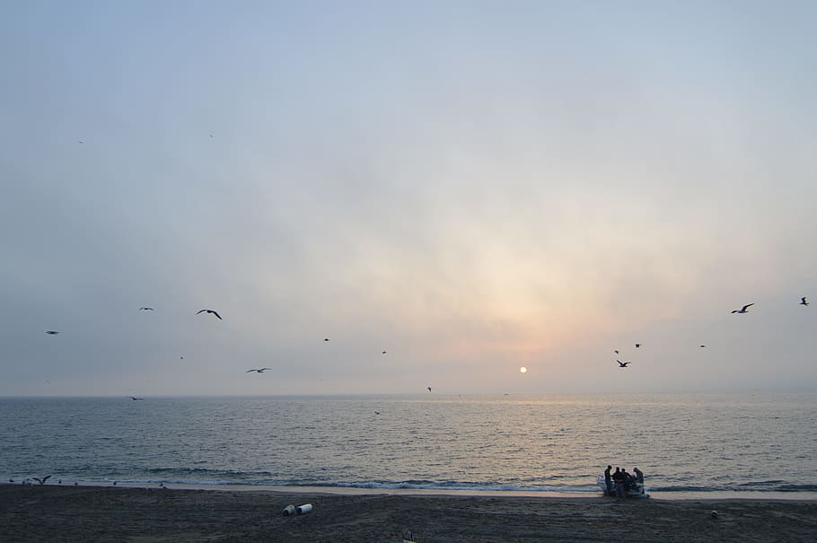 gibraltar, sun set, beach, dawn, animal, sky, sea, animal themes HD wallpaper