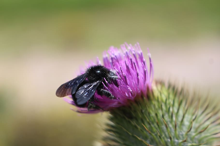 abejo, flower, colorful, bee, insect, flowers, nature, pollen HD wallpaper