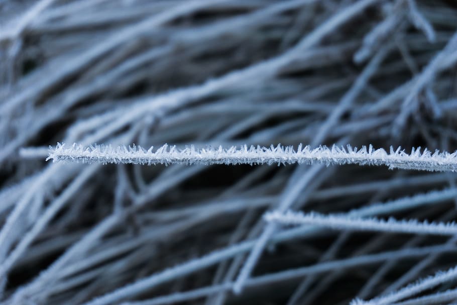 Snow, Ice, Icicle, Winter, Cold, Frost, winter dream, fruit HD wallpaper