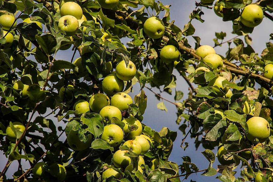 apple, apple tree, autumn, fruit, green apple, harvest, kernobstgewaechs HD wallpaper