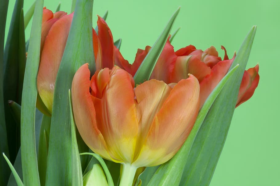 tulips, bouquet, spring, nature, flowers, schnittblume, blossom HD wallpaper