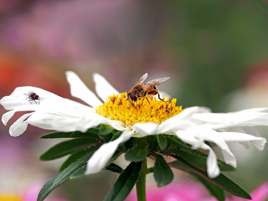 insket, nature, live, insect, bee, pollination, flower, pollen HD wallpaper