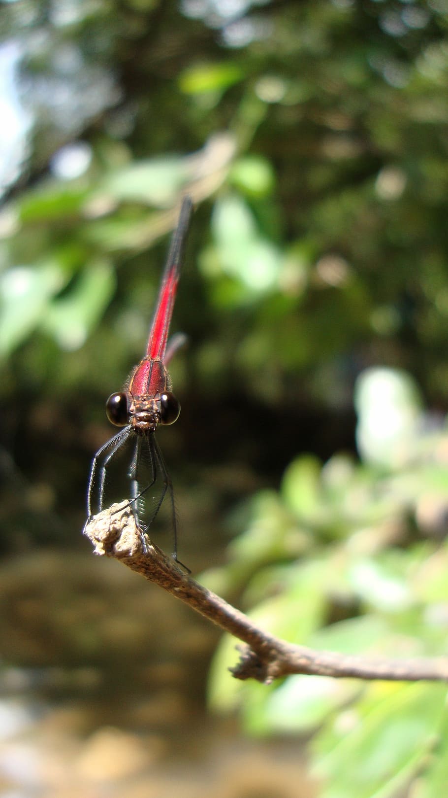 dragonfly, anisoptera, epiprocta, nature, insect, invertebrate HD wallpaper