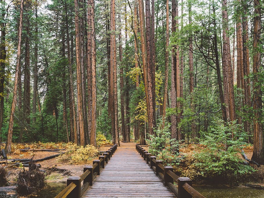 brown wooden ladder towards forest, brown wooden dock in between trees HD wallpaper