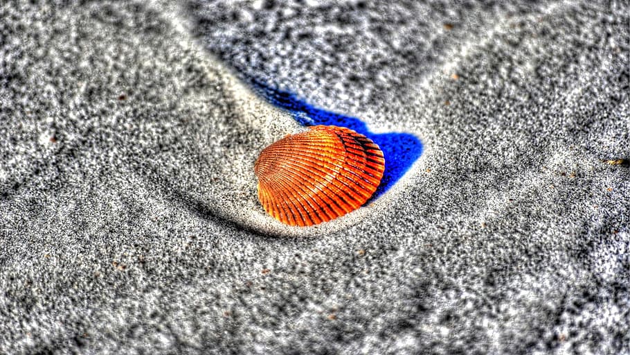 Shell, Sand, Beach, Orange, orange shell, cerastoderma edule HD wallpaper