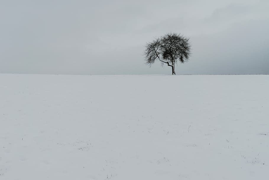 tree on snow field, green tree on snow field, minimal, line, monochrome HD wallpaper