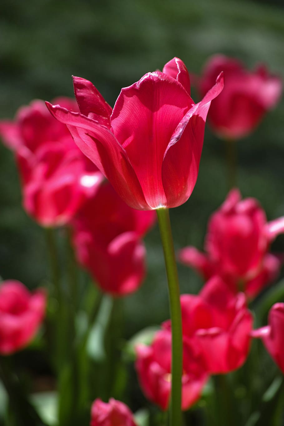 Flower, Tulips, red, spring, flowers, nature, plant, environmental, HD wallpaper