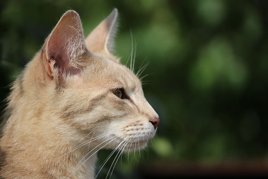 cat, breed cat, siamese cat, mackerel, mammal, one animal, animal themes HD wallpaper