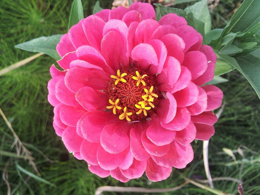 Spring, Fallow, Flowers, flowering, petal, flower head, growth HD wallpaper