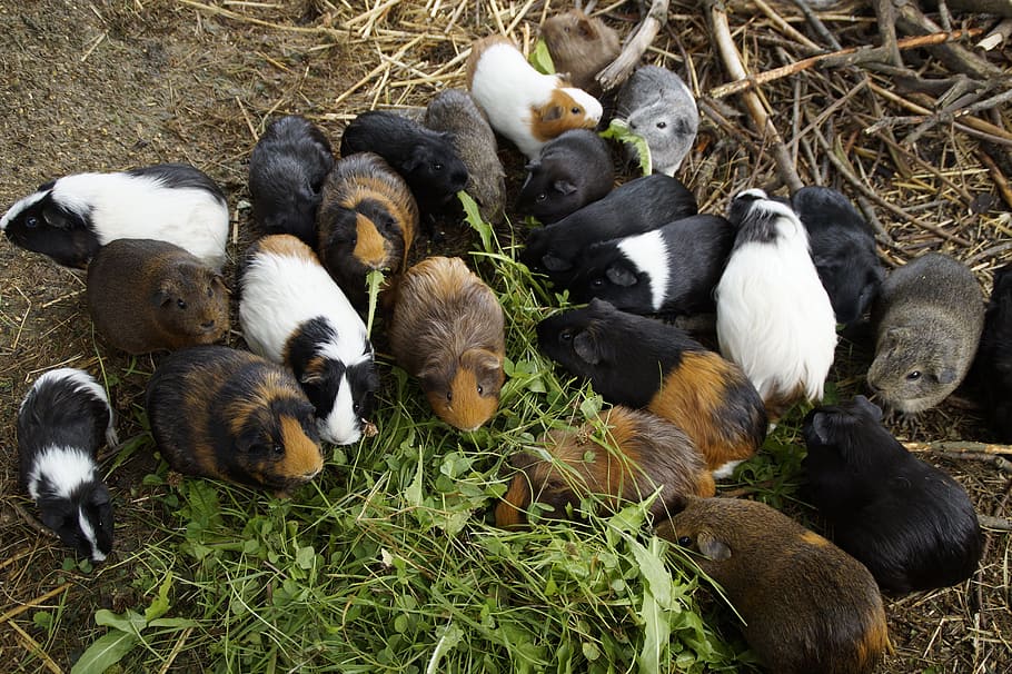 guinea pig, many, mass, quantitative, guinea pig breeding, small animals HD wallpaper