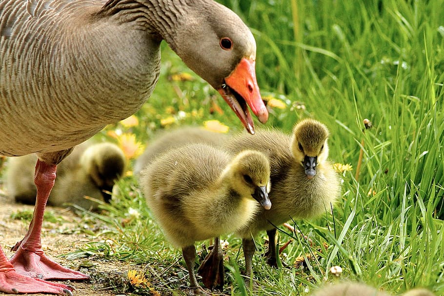 flock of duckies, goose and duckling walking, animal, baby, bird