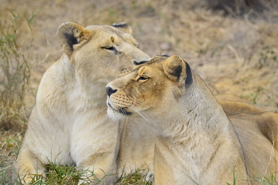 lioness, africa, wild, nature, wildlife, female, mammal, predator, HD wallpaper