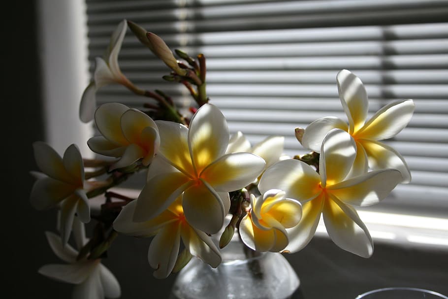 flower, orchards, display, blossom, frangipani, flowering plant HD wallpaper