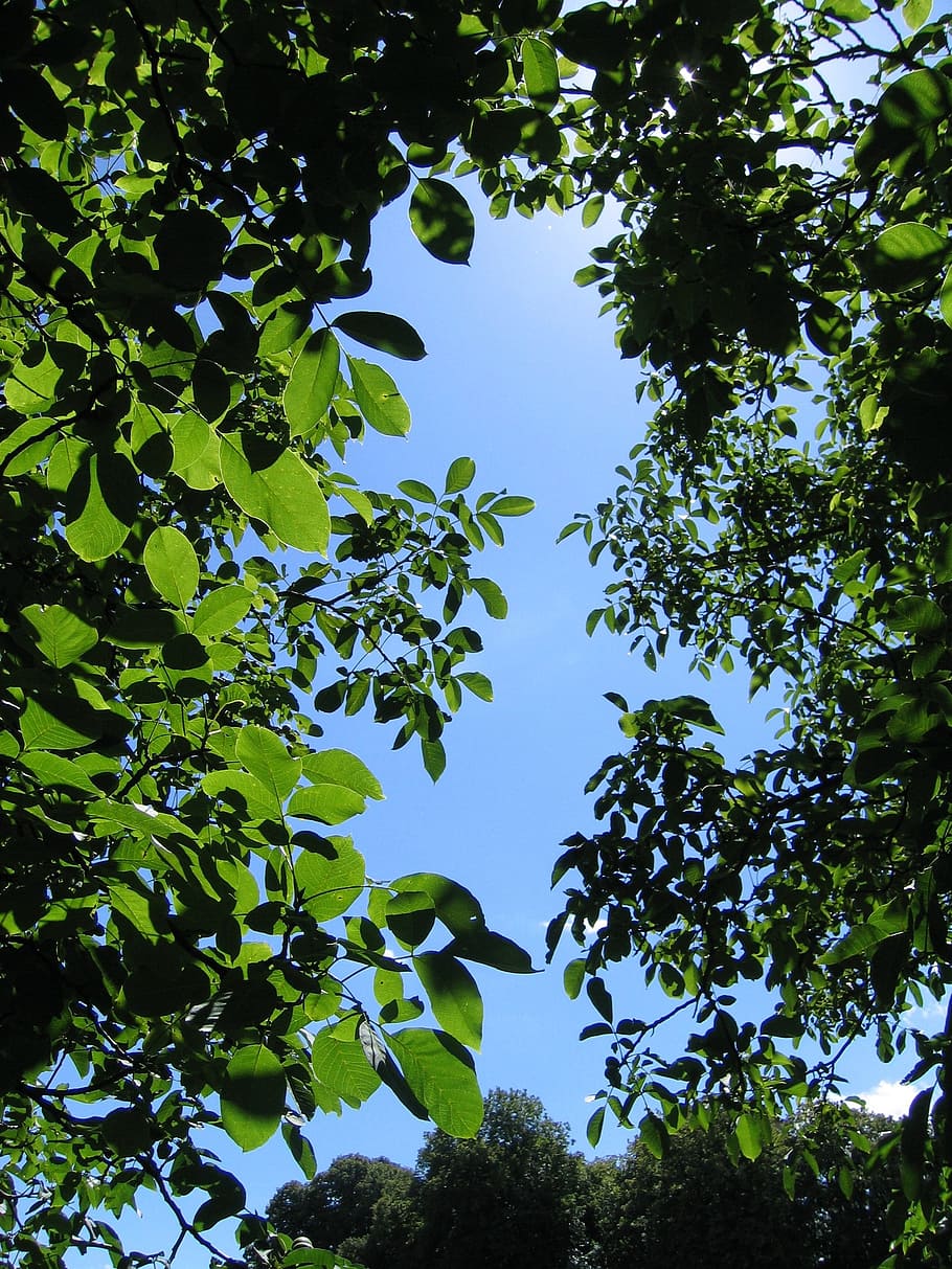 walnut, tree, canopy, sky, leaves, plant, growth, low angle view HD wallpaper