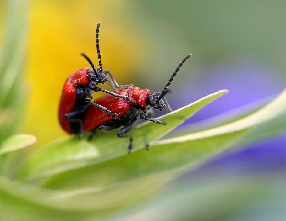 insects, red, mating, spring, leaf, nature, animal themes, invertebrate HD wallpaper
