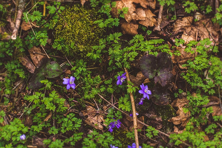nature, wood, forrest, plant, growth, flowering plant, land HD wallpaper