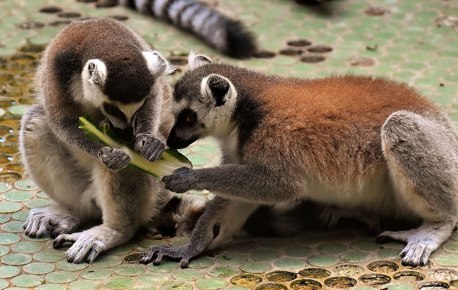 two adult lemurs, monkey, cute, eat, zoo, äffchen, sweet, animal HD wallpaper