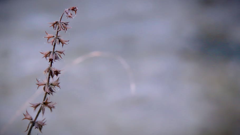 branch, winter, germany, cold, landscape, field, tomorrow, nature HD wallpaper