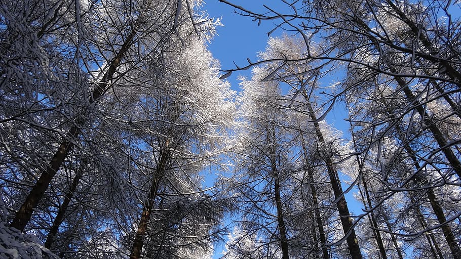 tree, forest, winter, nature, frost, low angle view, plant HD wallpaper